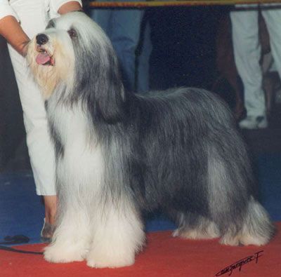 Something Else Lollobrigida