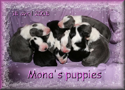 Something Else - BB BEARDED COLLIES !